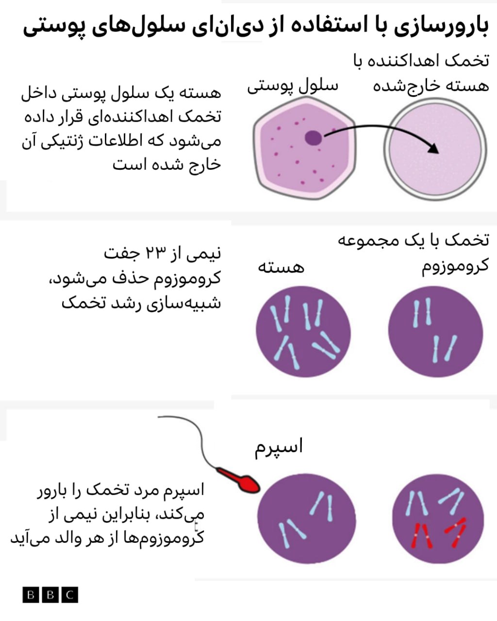 دانشمندان آمریکایی موفق شدند برای اولین بار با استفاده از دیانای گرفتهشده از سلولهای پوستی انسان و ترکیبش با اسپرم، جنینهای اولیه تولید کنند. 1 Image